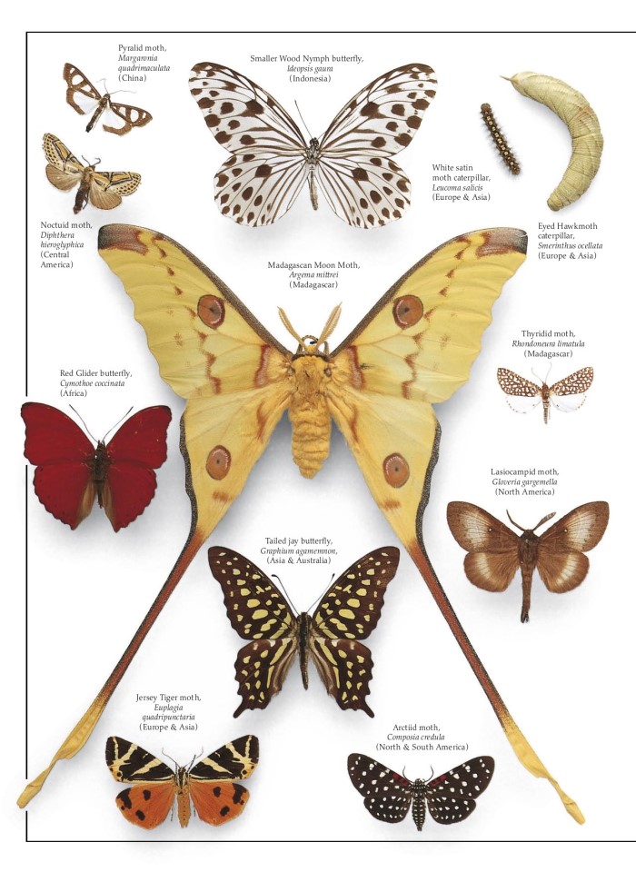 image for page Sách về Bướm và bướm đêm