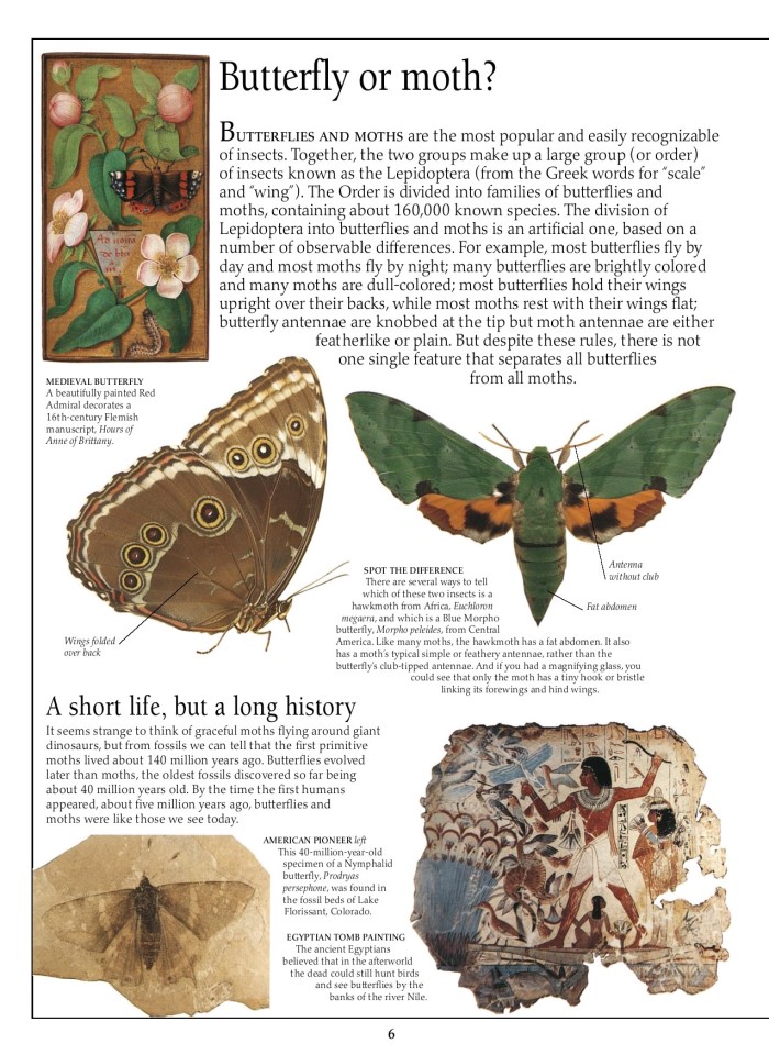 image for page Sách về Bướm và bướm đêm