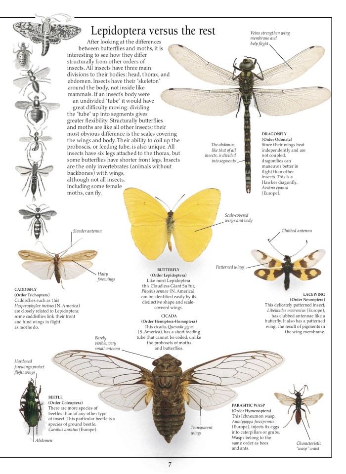 image for page Sách về Bướm và bướm đêm