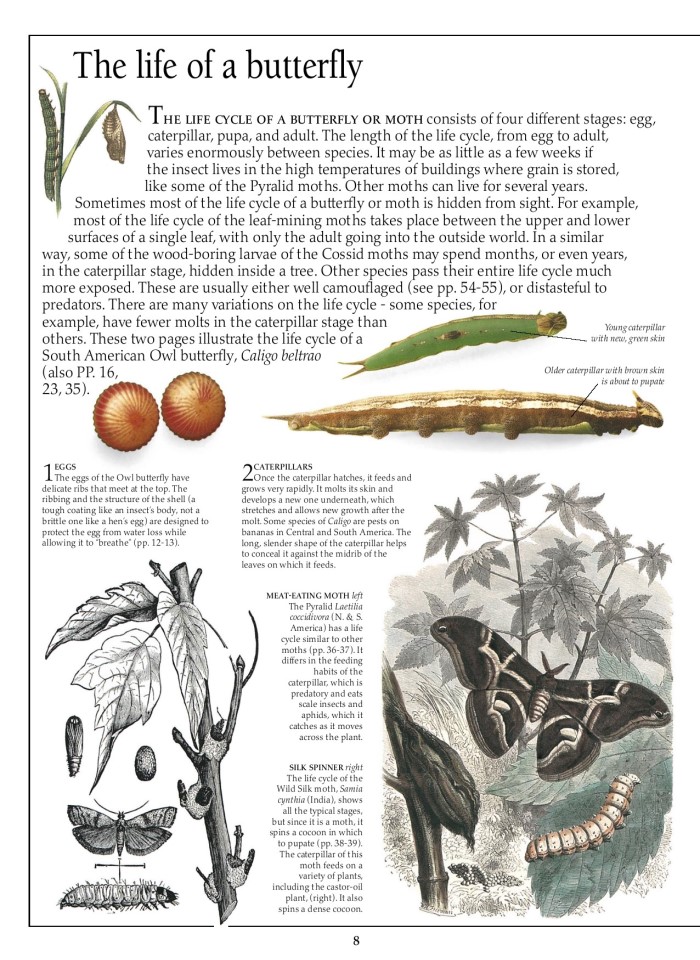 image for page Sách về Bướm và bướm đêm