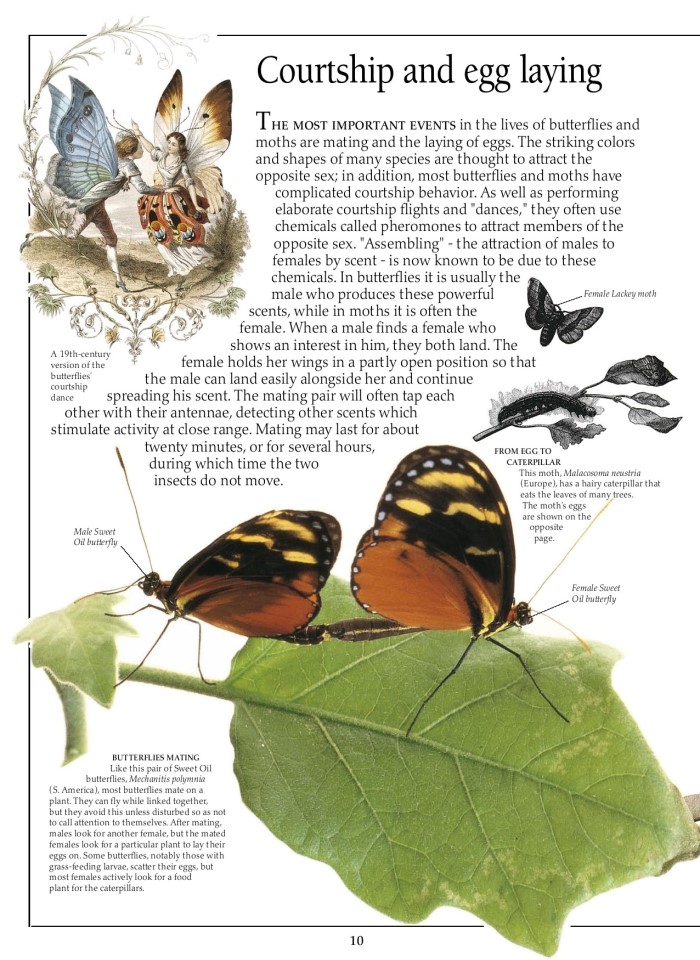 image for page Sách về Bướm và bướm đêm