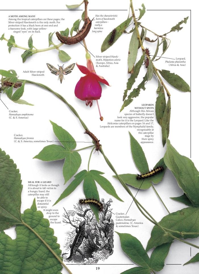 image for page Sách về Bướm và bướm đêm