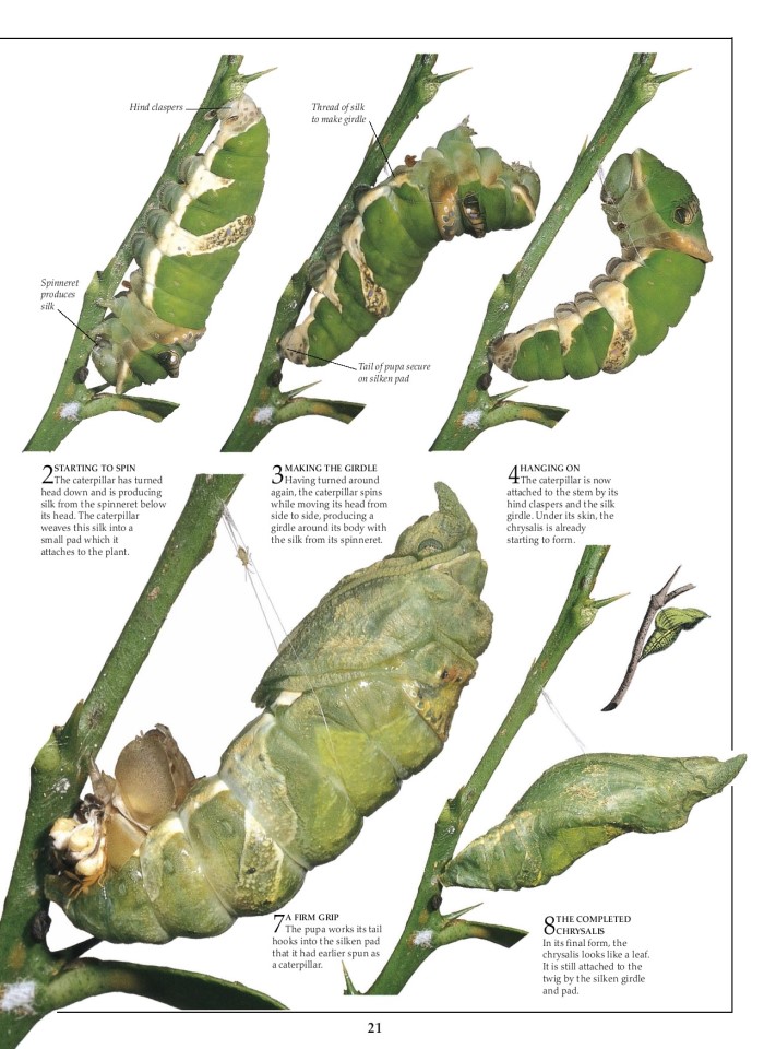 image for page Sách về Bướm và bướm đêm