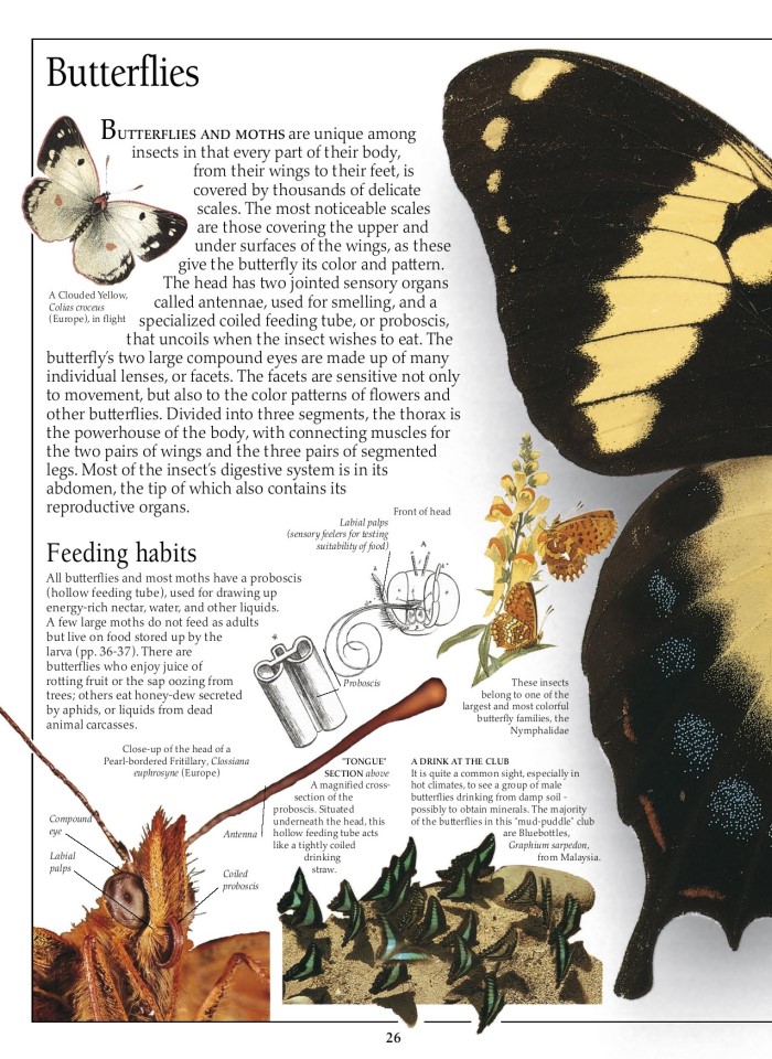 image for page Sách về Bướm và bướm đêm