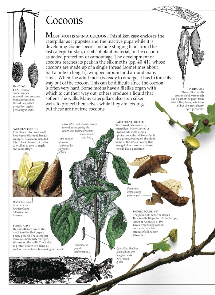 image for page Sách về Bướm và bướm đêm