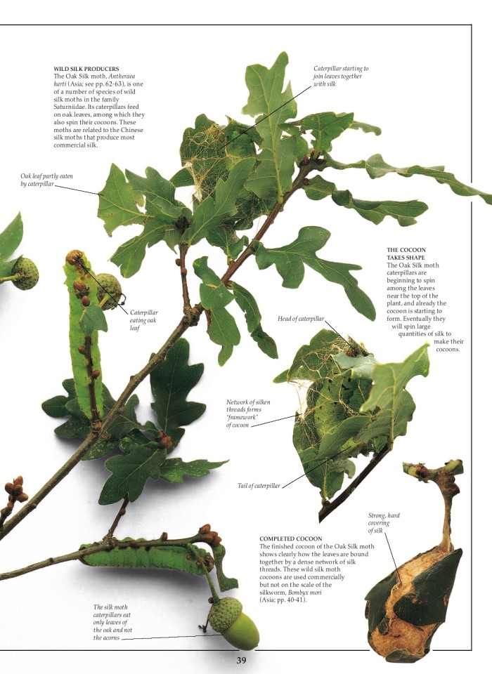 image for page Sách về Bướm và bướm đêm