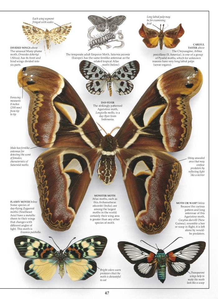 image for page Sách về Bướm và bướm đêm