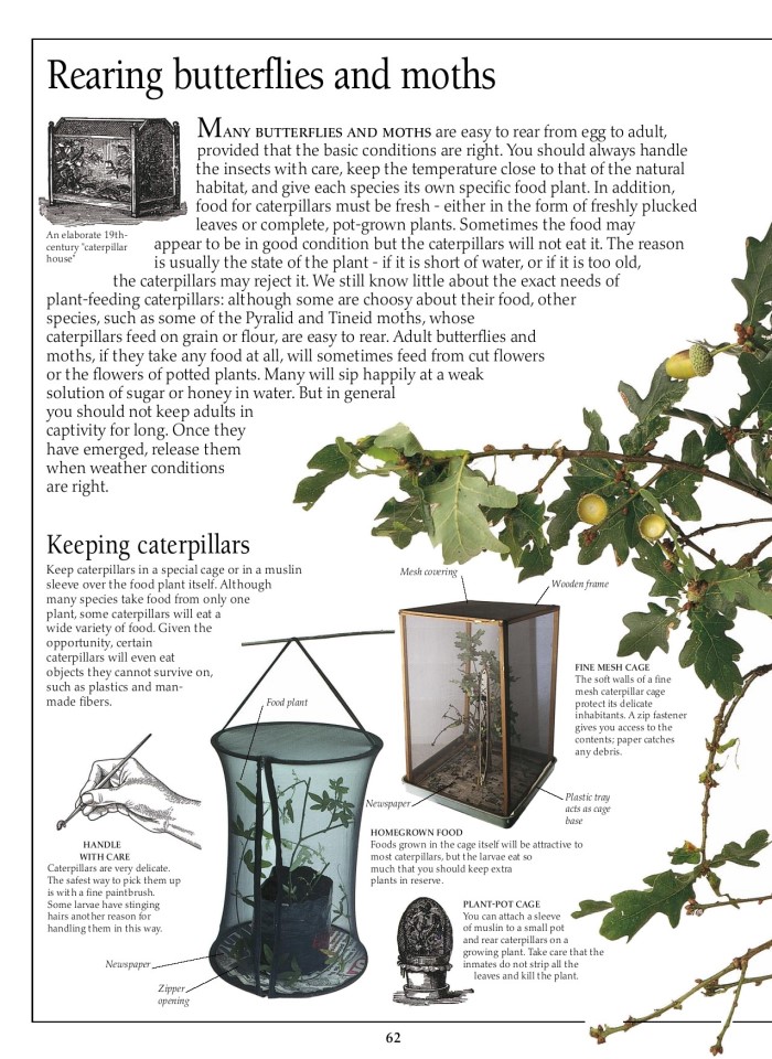 image for page Sách về Bướm và bướm đêm