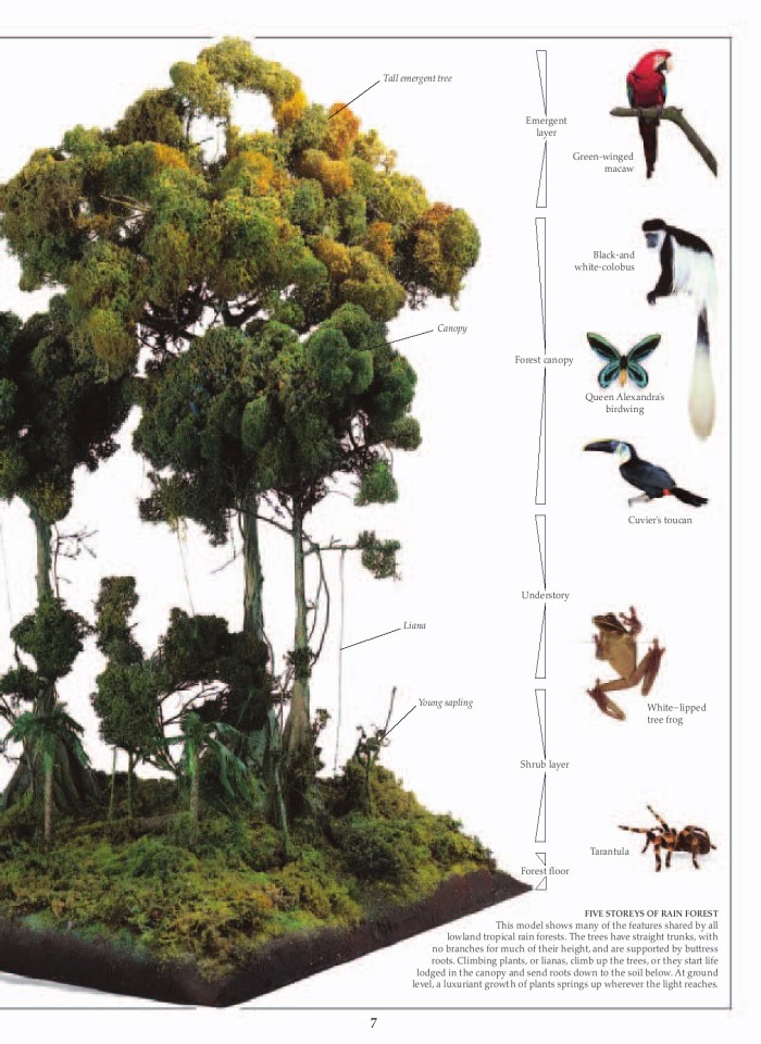 image for page Khu rừng nhiệt đới