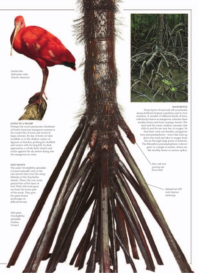 image for page Khu rừng nhiệt đới
