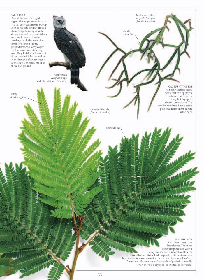 image for page Khu rừng nhiệt đới