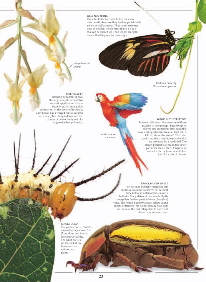 image for page Khu rừng nhiệt đới