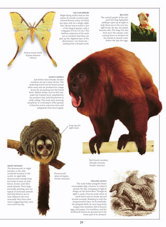 image for page Khu rừng nhiệt đới