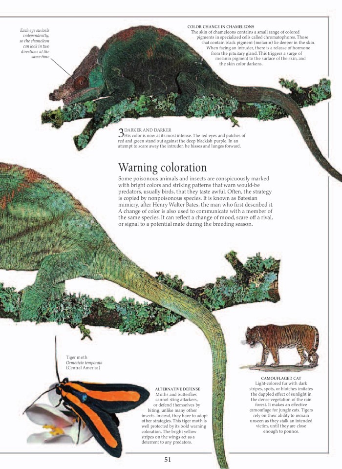 image for page Khu rừng nhiệt đới