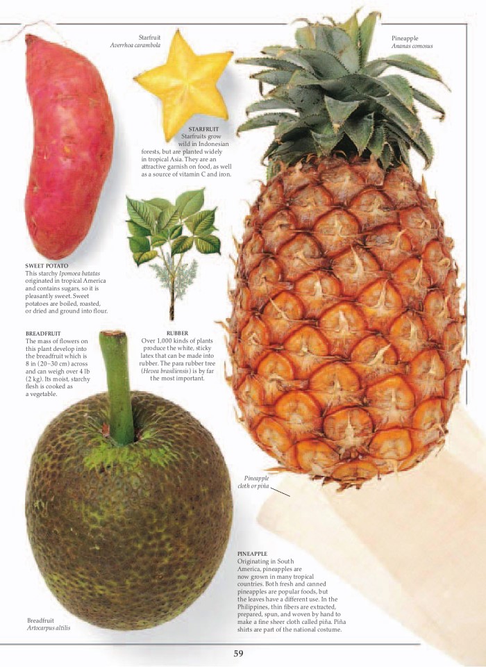 image for page Khu rừng nhiệt đới