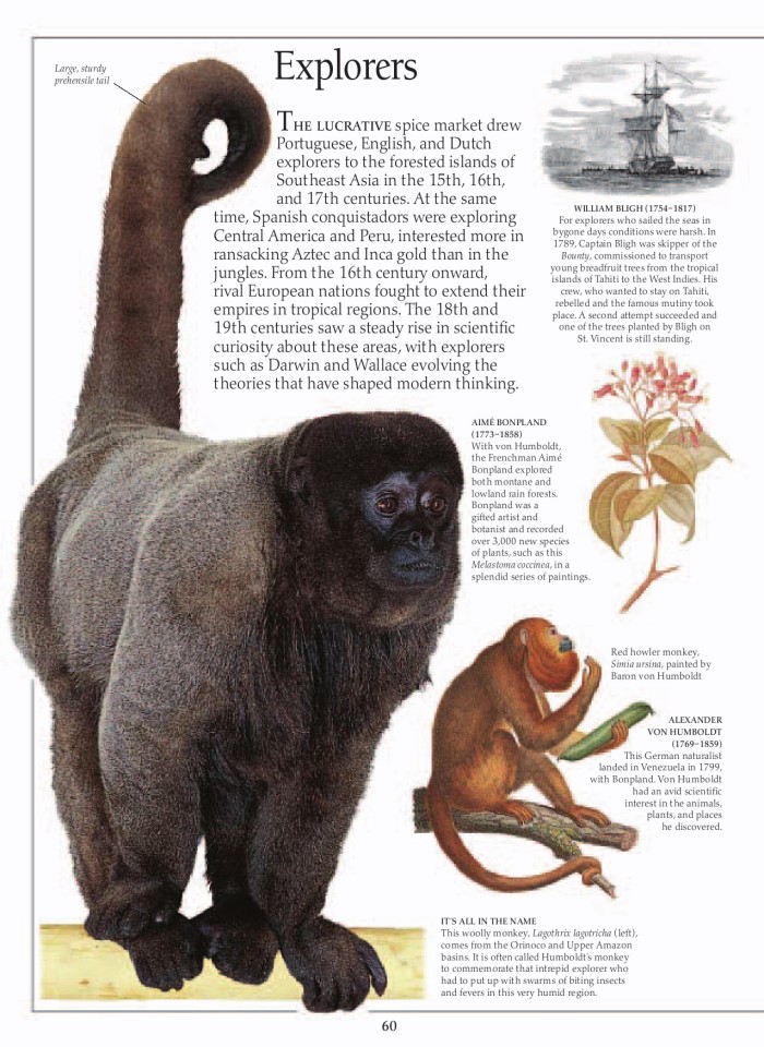 image for page Khu rừng nhiệt đới