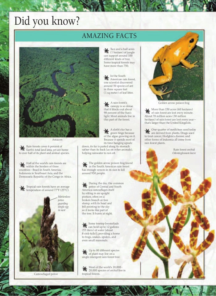 image for page Khu rừng nhiệt đới