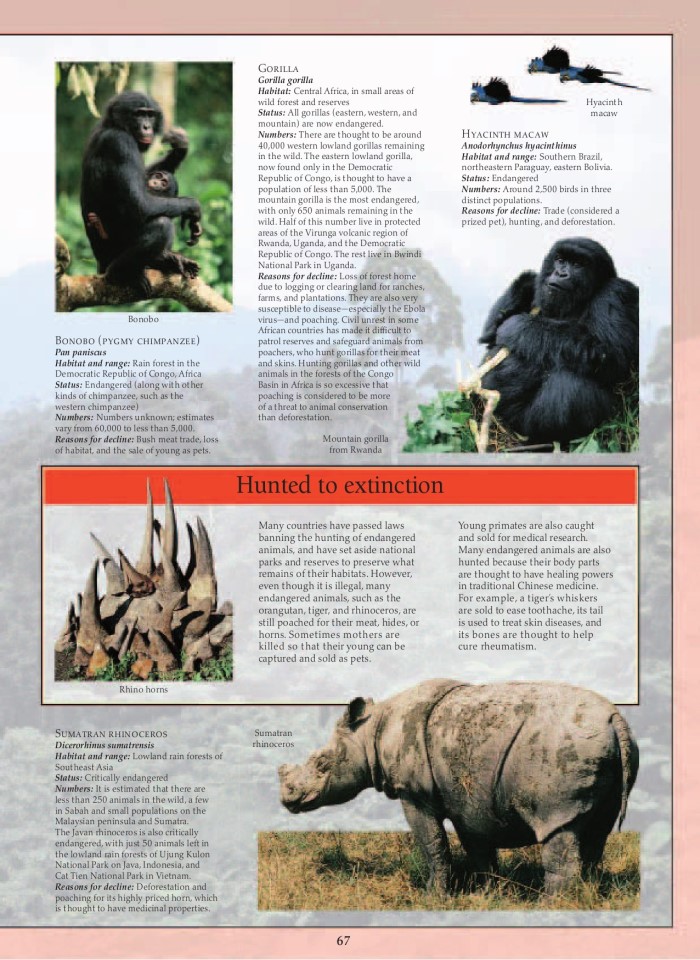 image for page Khu rừng nhiệt đới