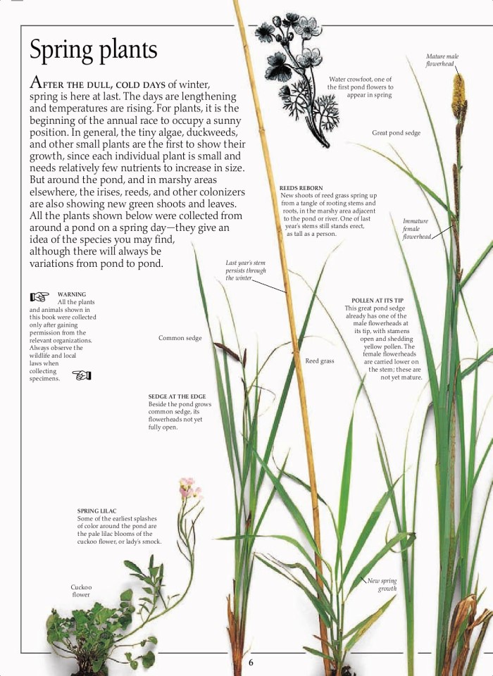 image for page Hệ sinh thái ao và sông hồ