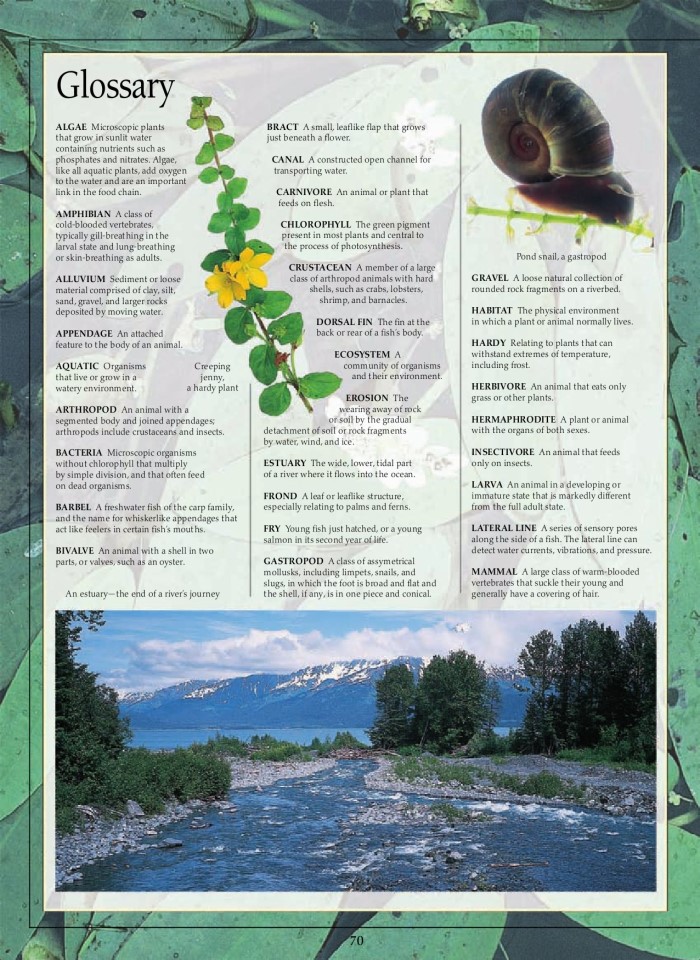 image for page Hệ sinh thái ao và sông hồ