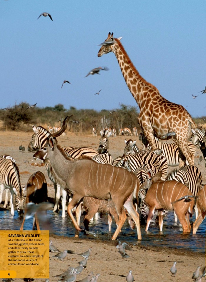 image for page Một triệu điều cuộc sống động vật