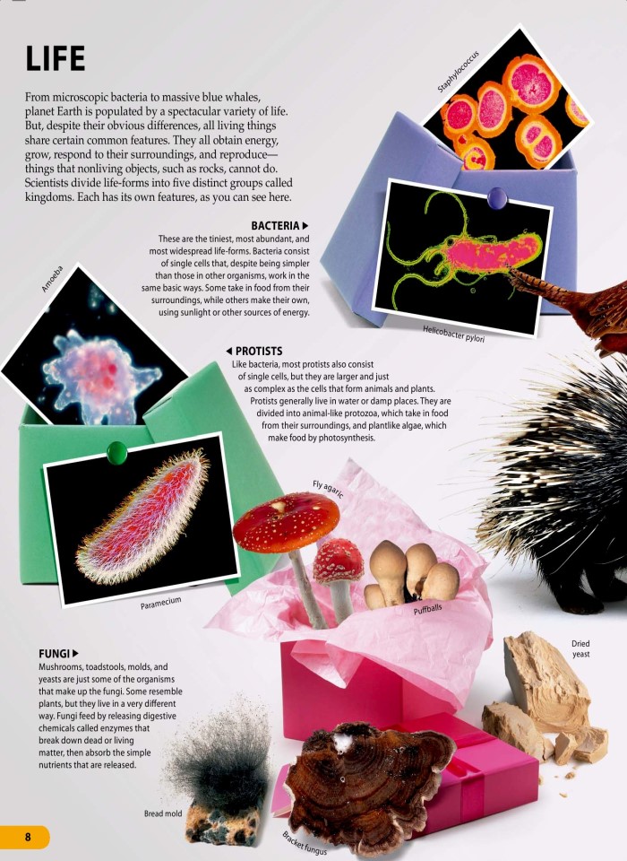 image for page Một triệu điều cuộc sống động vật