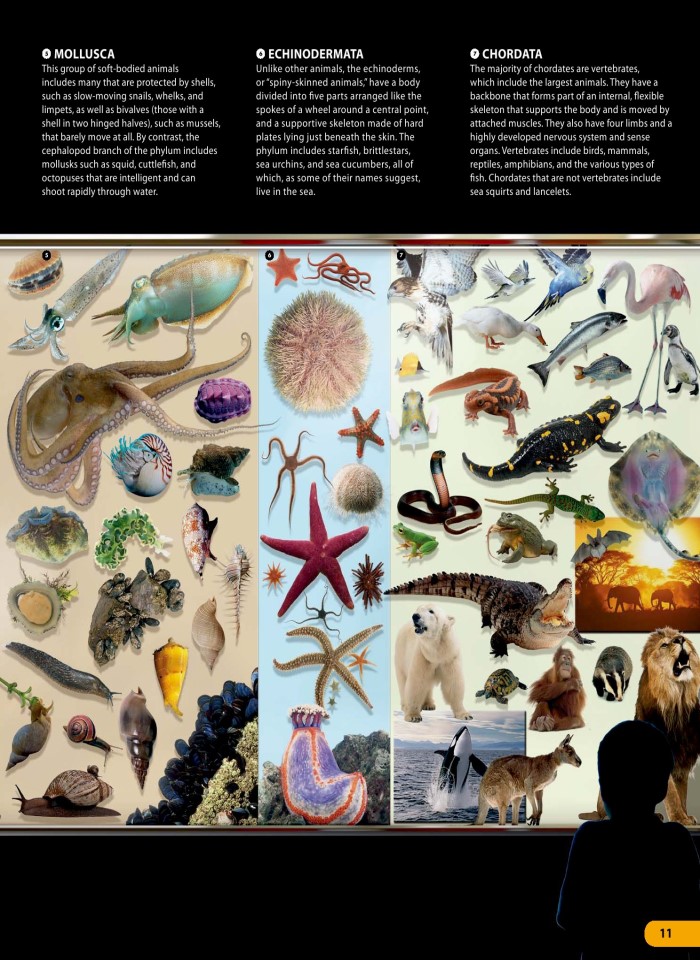 image for page Một triệu điều cuộc sống động vật