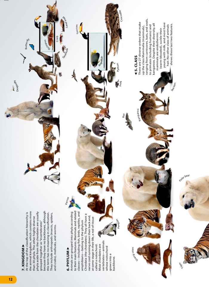 image for page Một triệu điều cuộc sống động vật