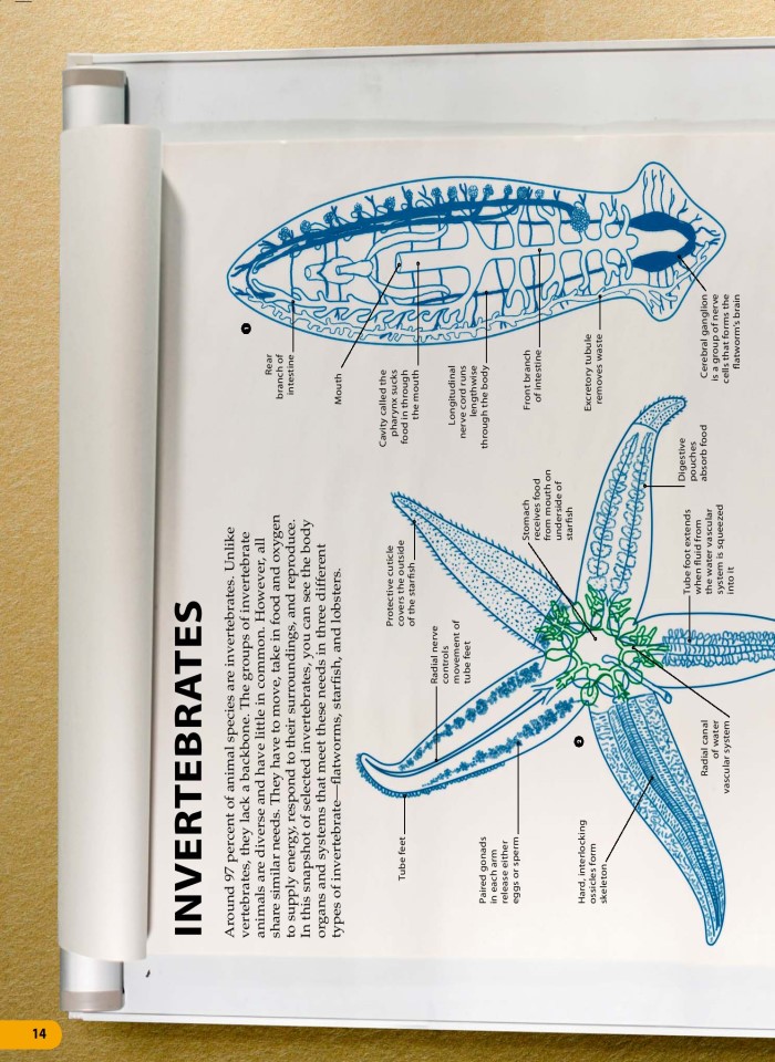image for page Một triệu điều cuộc sống động vật