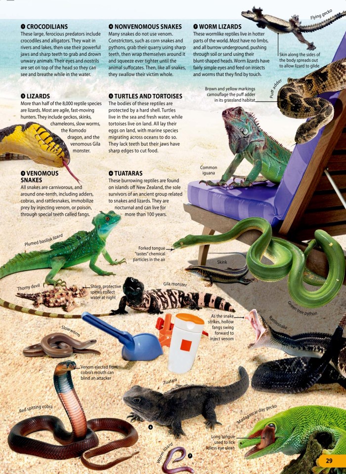 image for page Một triệu điều cuộc sống động vật