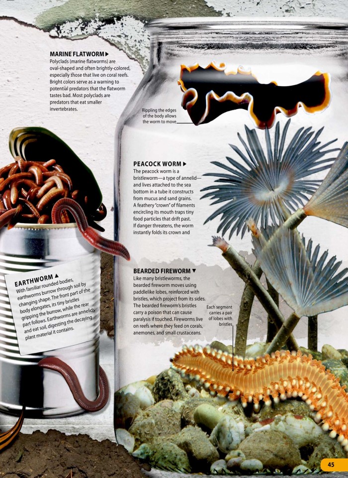 image for page Một triệu điều cuộc sống động vật