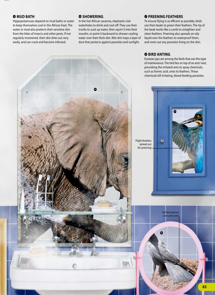 image for page Một triệu điều cuộc sống động vật