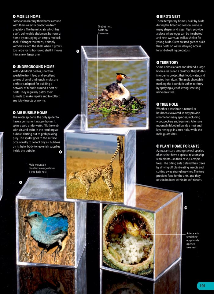 image for page Một triệu điều cuộc sống động vật