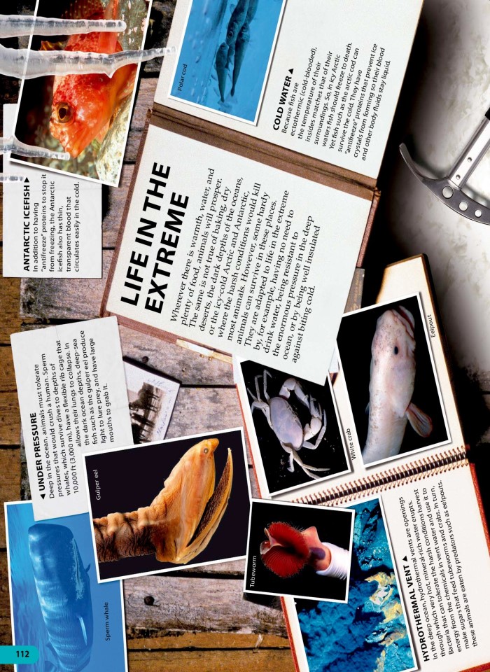 image for page Một triệu điều cuộc sống động vật