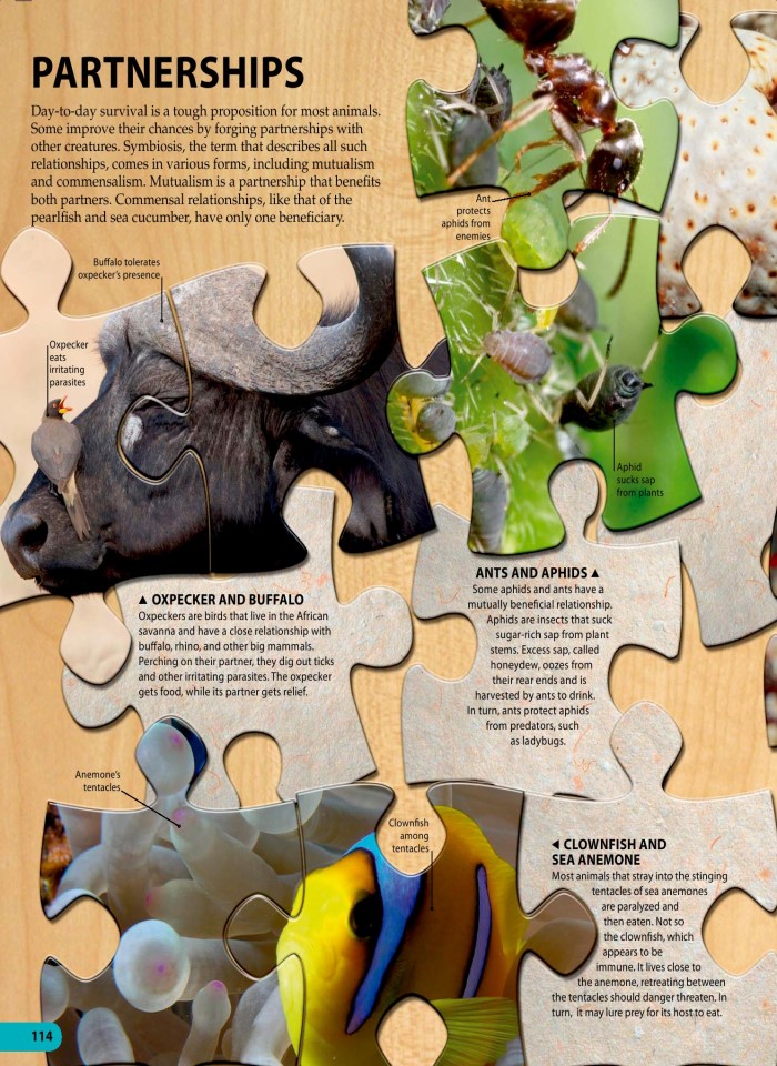 image for page Một triệu điều cuộc sống động vật