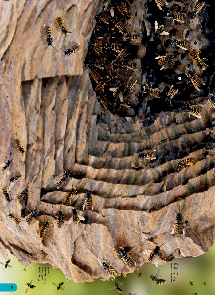 image for page Một triệu điều cuộc sống động vật