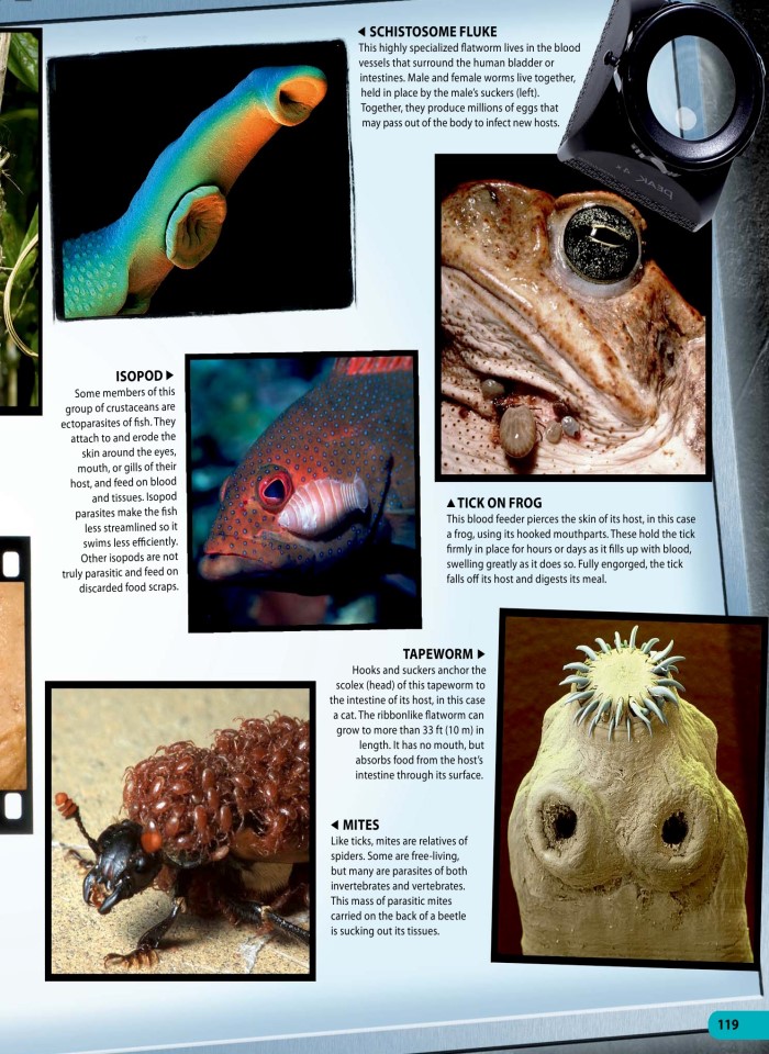 image for page Một triệu điều cuộc sống động vật