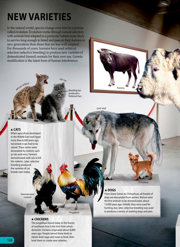 image for page Một triệu điều cuộc sống động vật