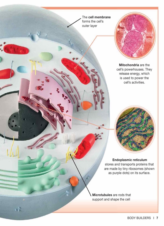 image for page Sự thật về cơ thể con người trong tầm tay bạn