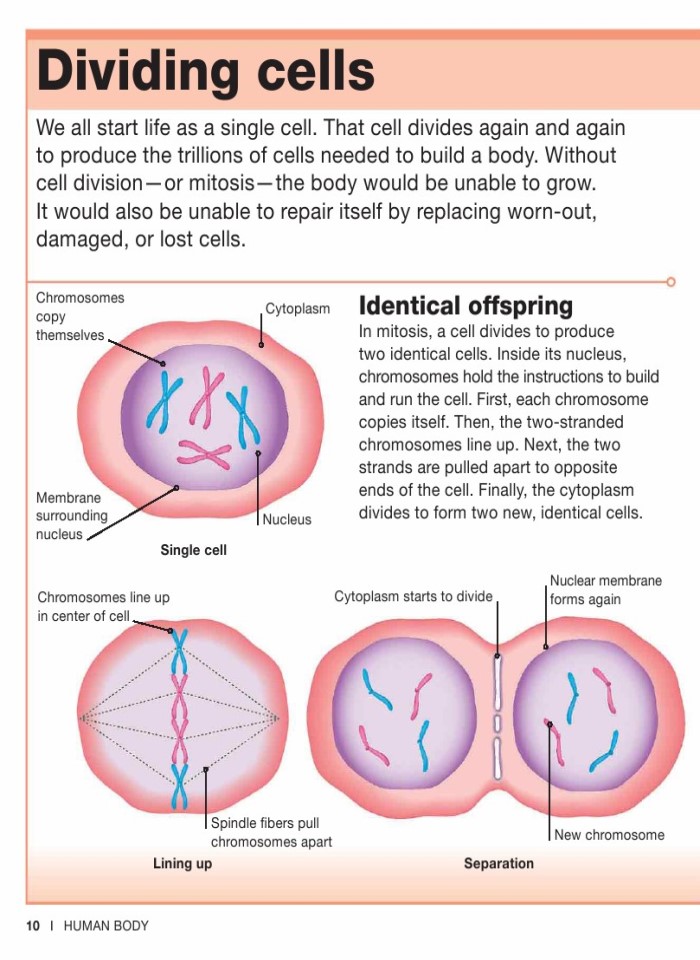 image for page Sự thật về cơ thể con người trong tầm tay bạn