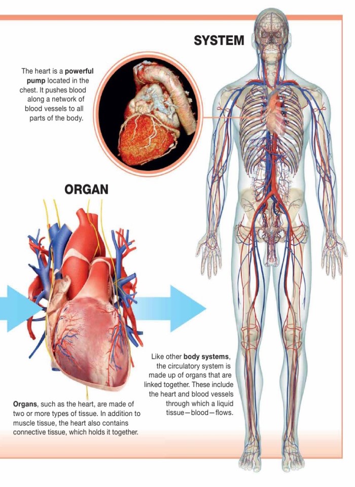 image for page Sự thật về cơ thể con người trong tầm tay bạn