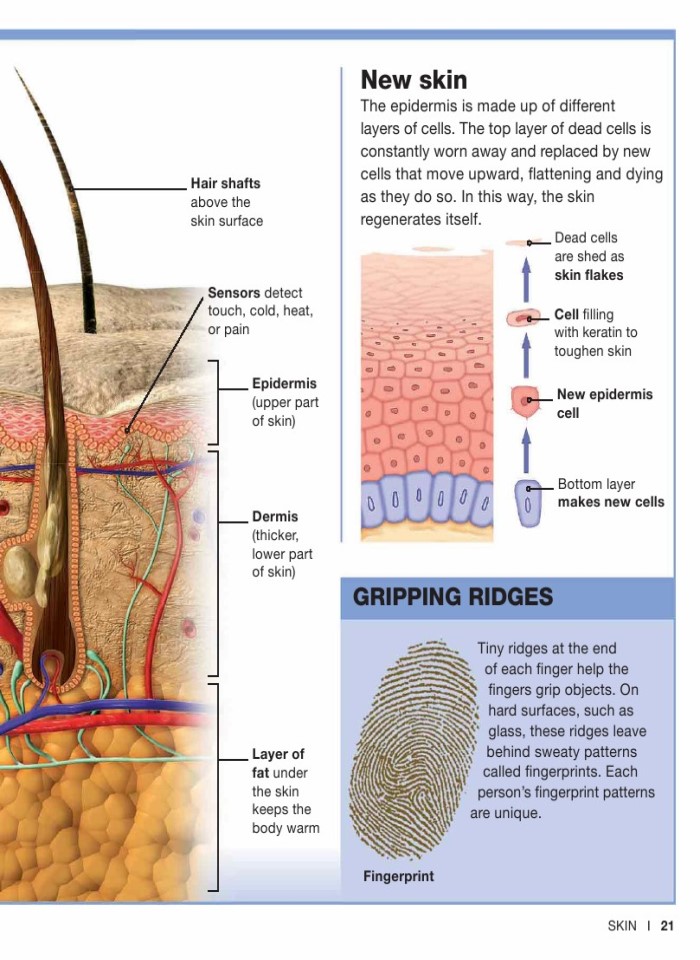 image for page Sự thật về cơ thể con người trong tầm tay bạn