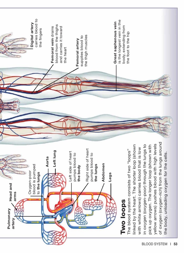 image for page Sự thật về cơ thể con người trong tầm tay bạn