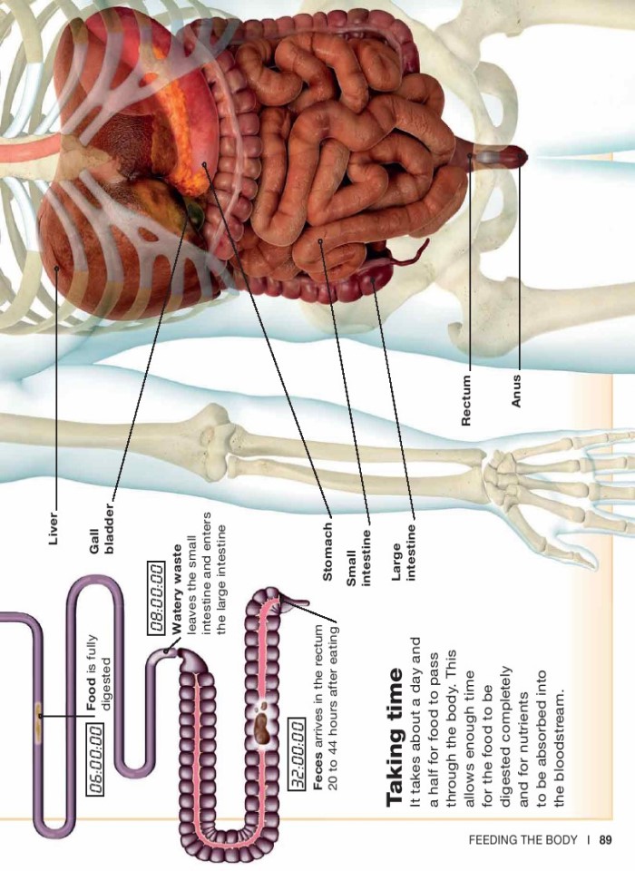 image for page Sự thật về cơ thể con người trong tầm tay bạn