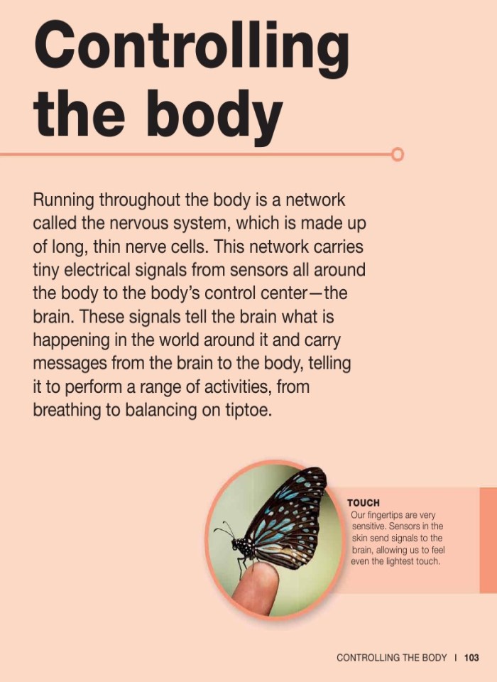 image for page Sự thật về cơ thể con người trong tầm tay bạn