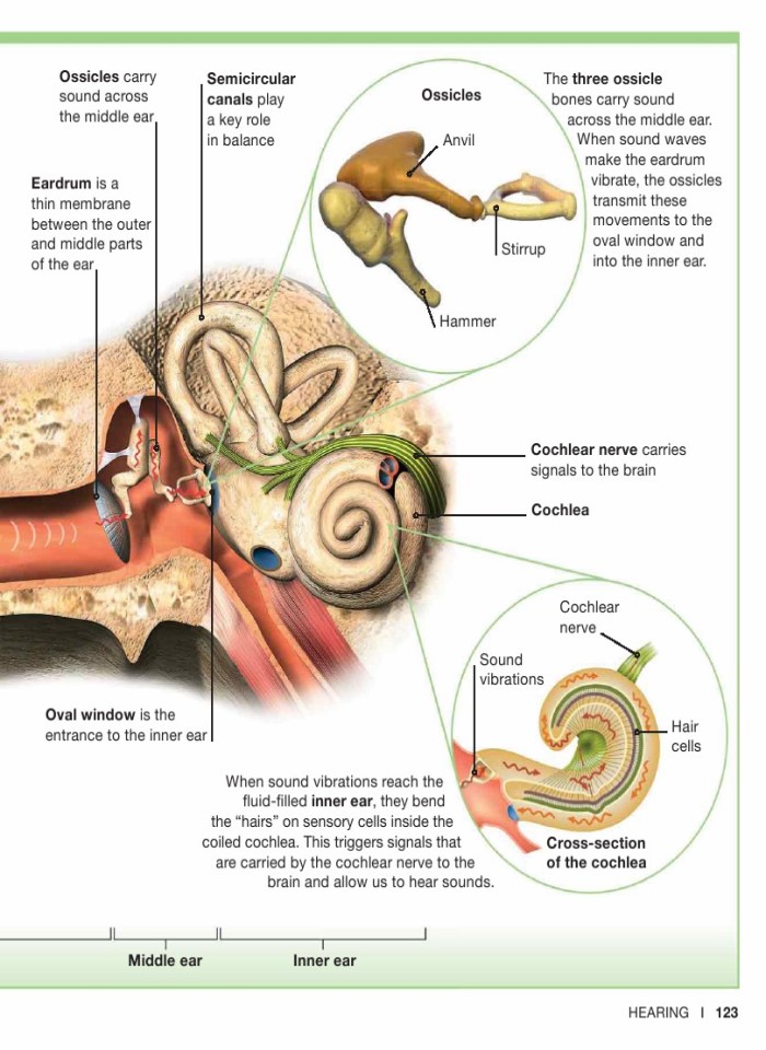 image for page Sự thật về cơ thể con người trong tầm tay bạn