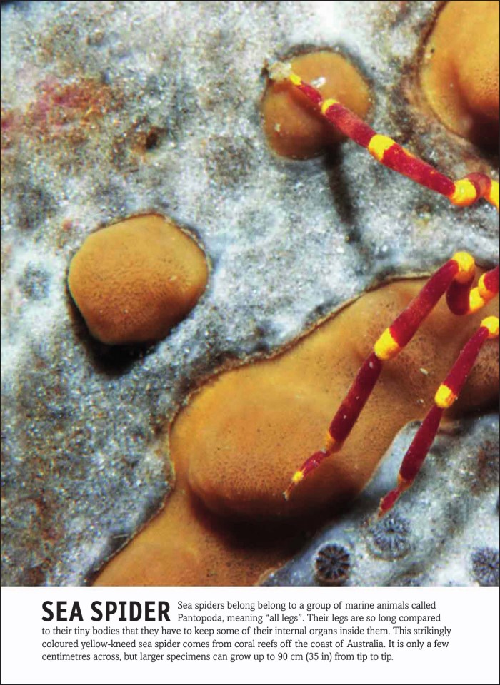 image for page Bách khoa toàn thư trực quan về sự sống trên Trái đất