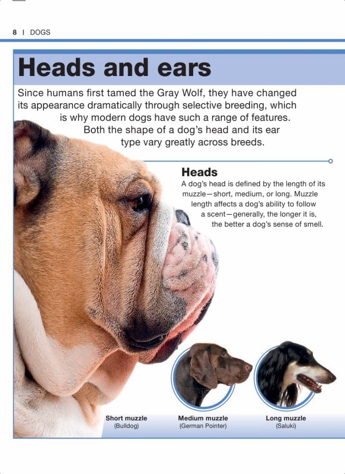 image for page Sự thật về loài chó trong tầm tay bạn