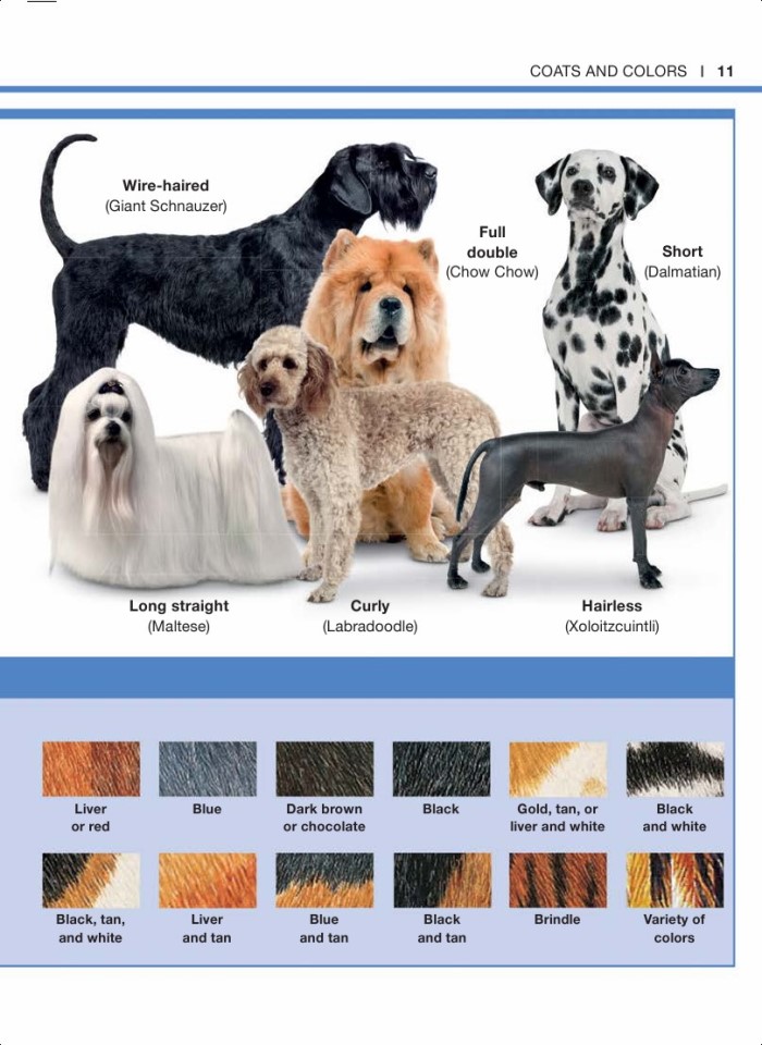 image for page Sự thật về loài chó trong tầm tay bạn