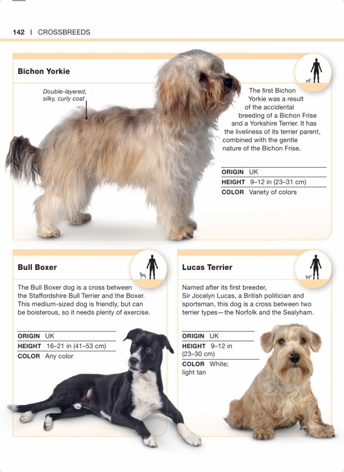 image for page Sự thật về loài chó trong tầm tay bạn